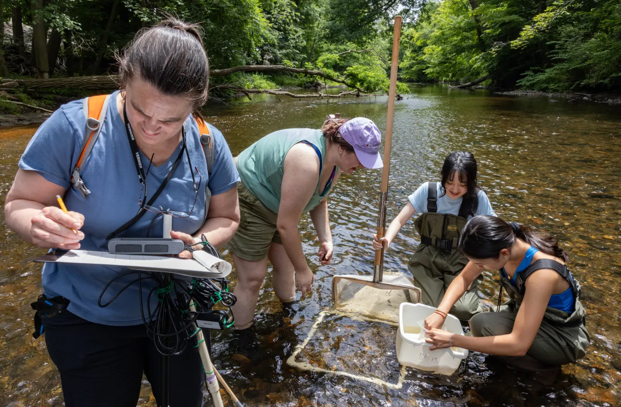 Professor Marney Pratt works with SURF students in the Mill River collecting microinvertabrates