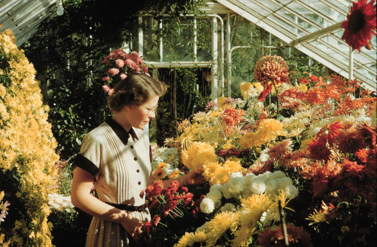 A photo of a woman at the mum show in the 50s.