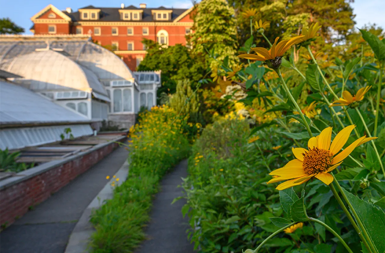 Yellow flowers alongside the Lyman Conservatory with Chapin Hall in the background