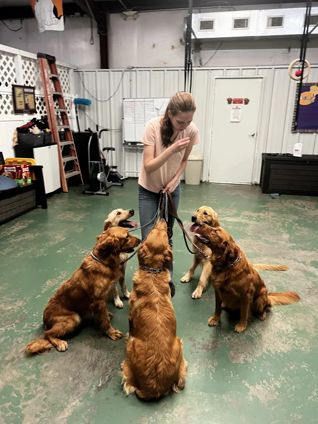 Indea Holt surrounded by a group of golden retrievers during a training session.