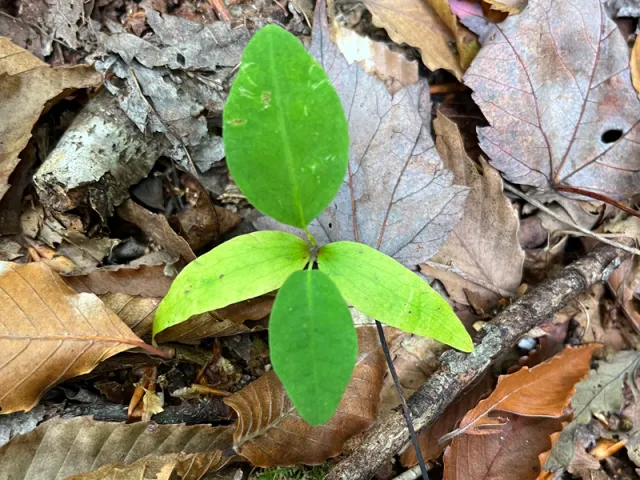 green magnolia leaves