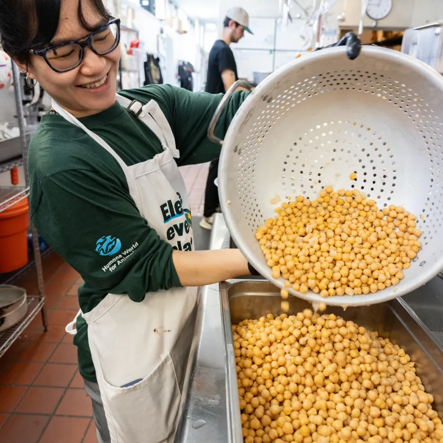 A chef pours chickpeas from a giant colander into a tray.