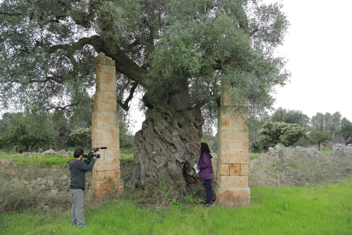 A film crew filming a woman standing beside a massive, ancient, gnarled olive tree framed by two stone pillars.