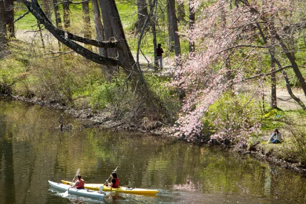 two people in a kayak paddle beneath a flowering tree