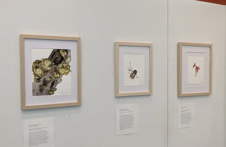 Framed prints of flowers and plants.