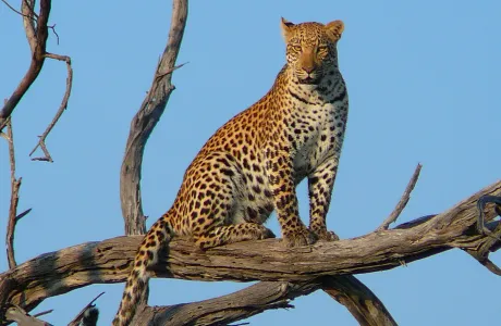 A leopard sits in a tree in Botswana