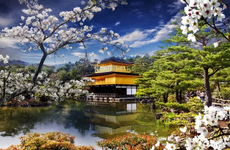 A temple in Japan, with cherry blossoms framing the photo