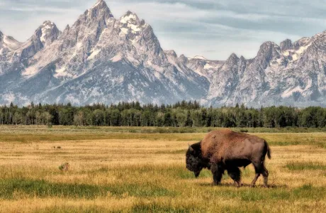 A buffalo grazing in a field with mountains in the background