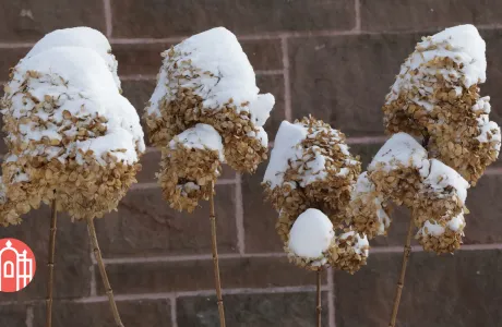 Flowers covered in snow on campus
