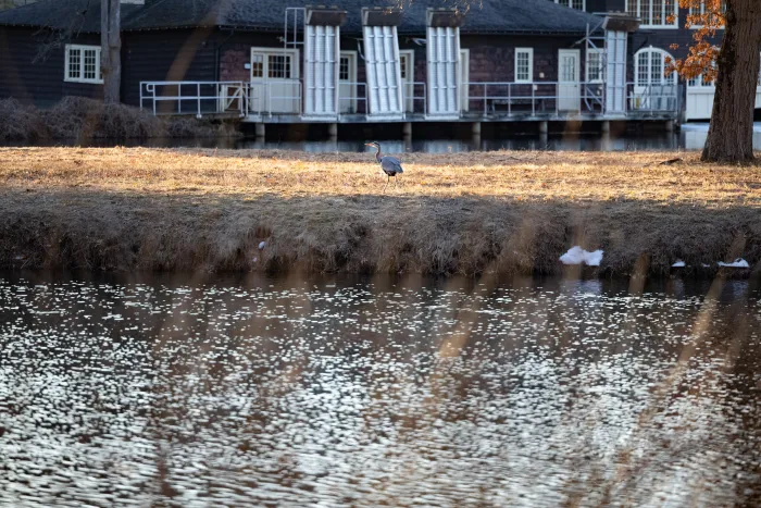 A bird walks around on the other side of a body of water.