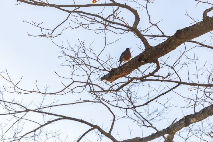 A bird perched on a tree branch.