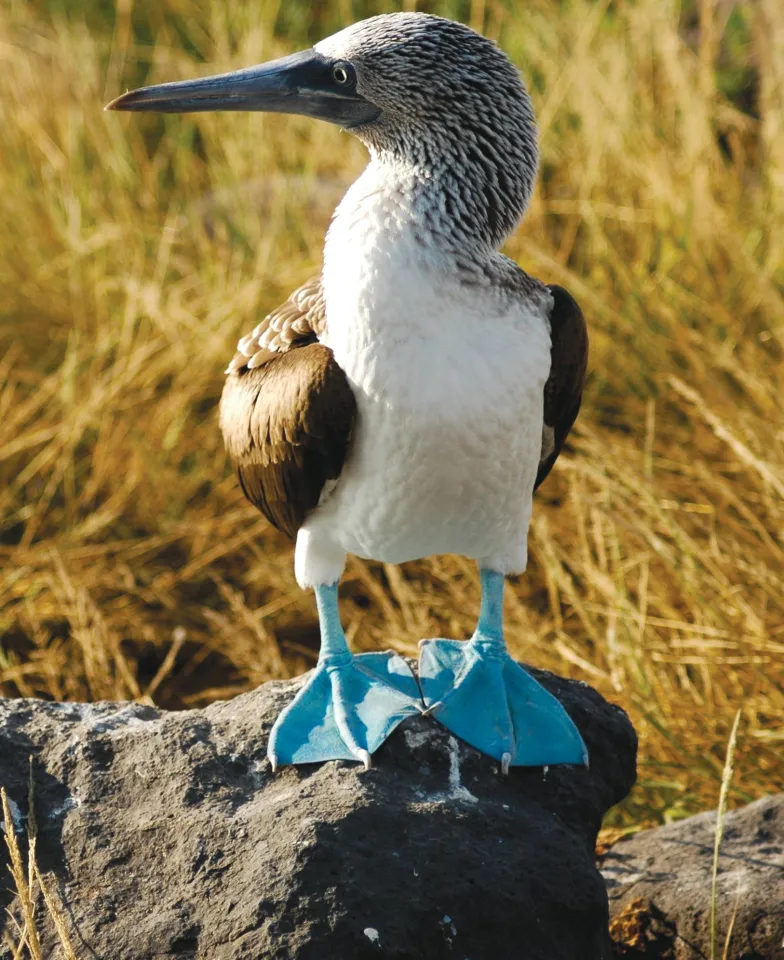 A blue-footed booby standing on a rock