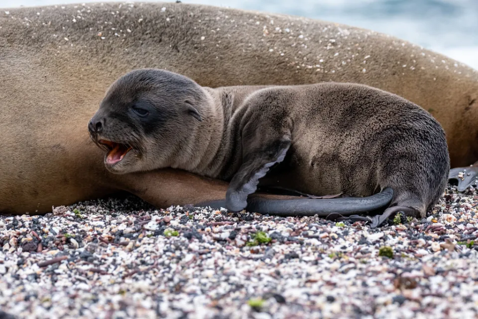 A seal pup nestled next to its mother