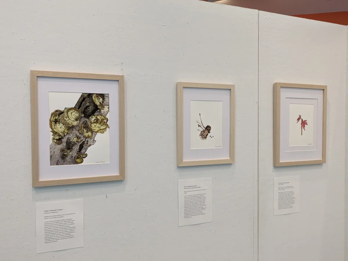 Framed prints of flowers and plants.