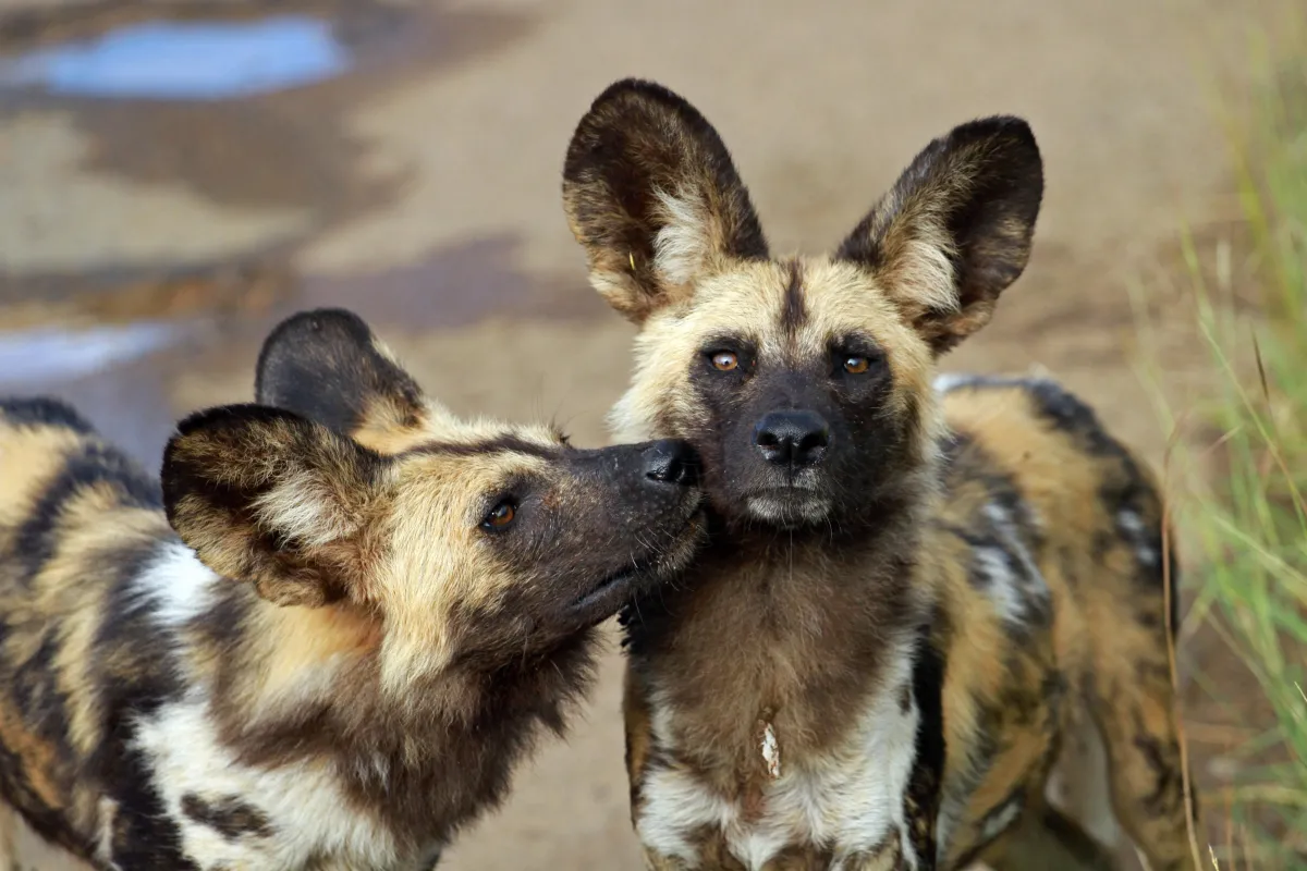 Two African wild dogs
