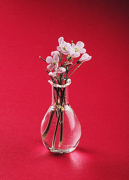 Delicate pink flowers in a clear vase