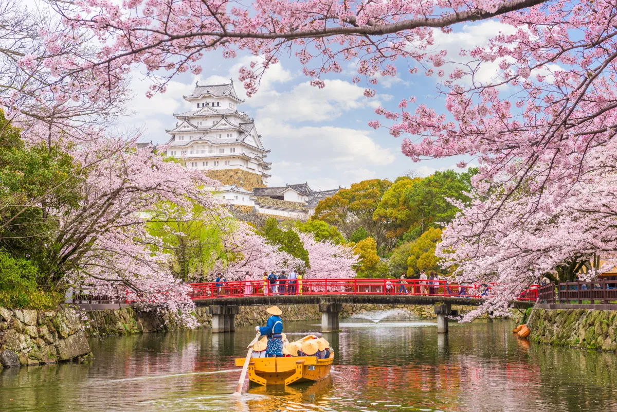 Cherry blossoms on a river in Japan