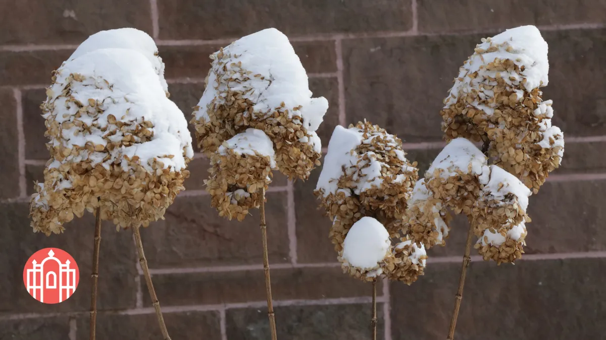 Flowers covered in snow on campus